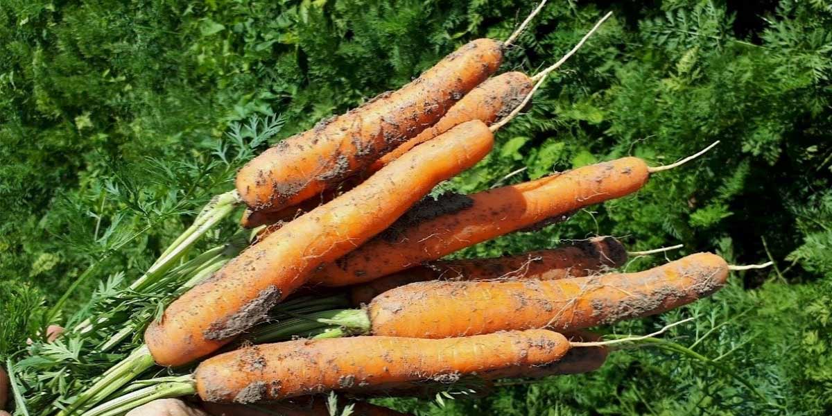 Allyance F1, al via le semine della carota di nuova generazione nel Fucino